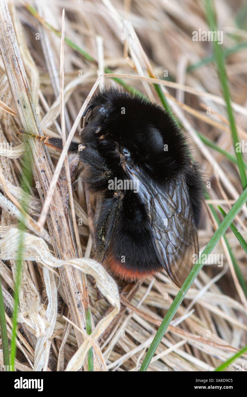 La reine des bourdons à queue rouge (Bombus lapidarius) se réchauffe dans les prairies en mars, Hampshire, Angleterre, Royaume-Uni Banque D'Images
