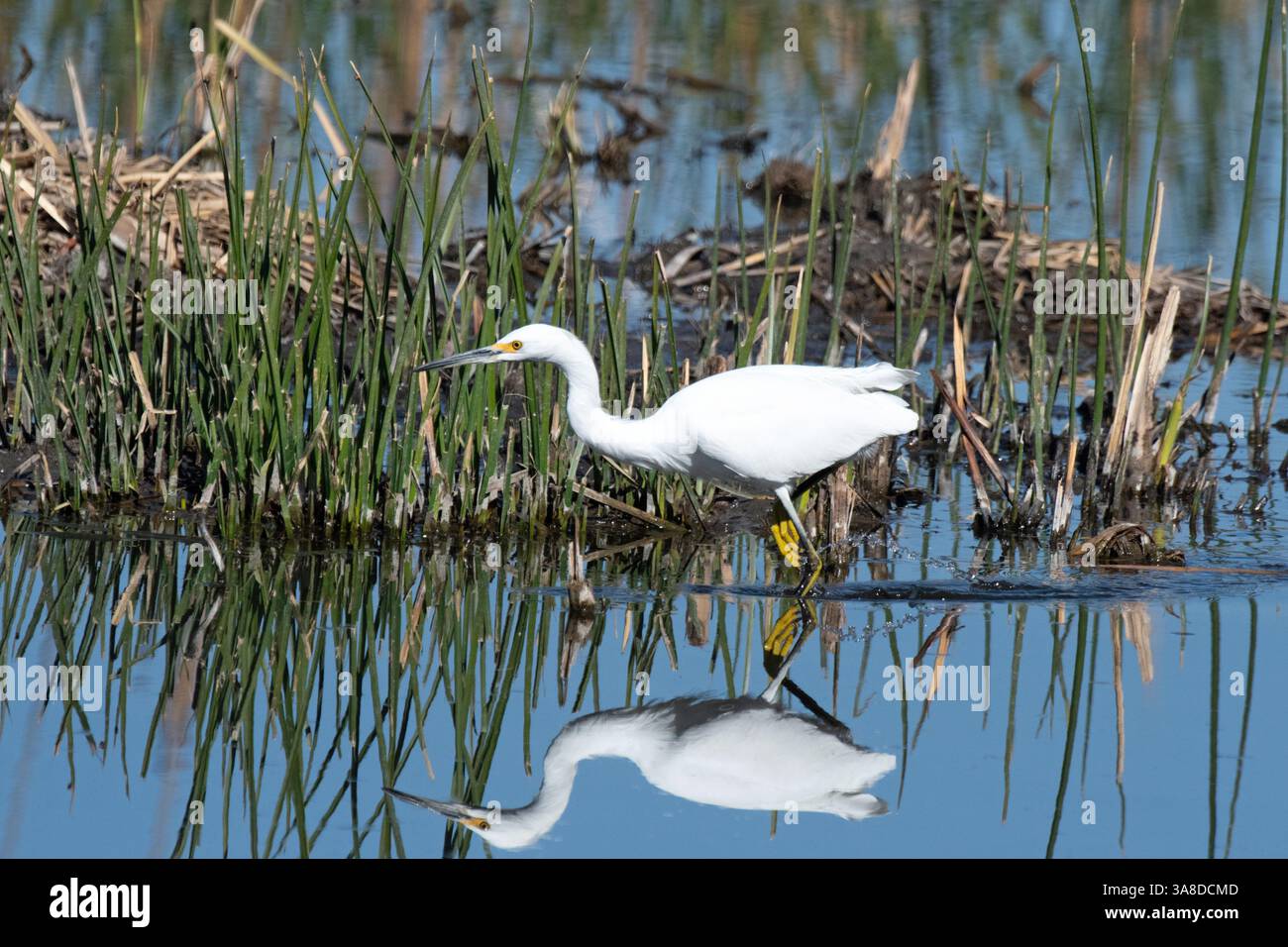 Aigrette neigeuse (Egretta thula) Banque D'Images