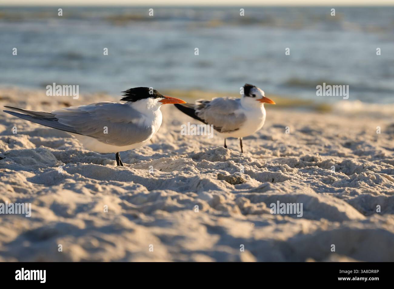 Deux sternes royales debout sur la rive sablonneuse du golfe américain, avec des vagues océaniques en arrière-plan. Une scène de faune côtière capturant des oiseaux de mer en t Banque D'Images