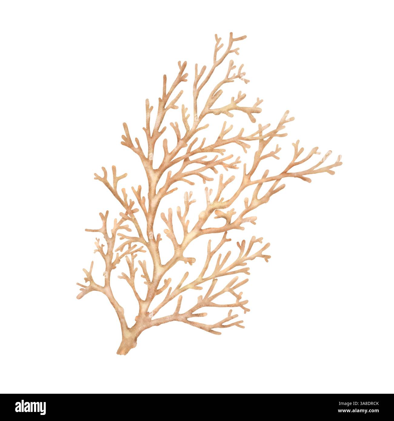 Brindilles de corail rouge, un élément du monde sous-marin et des récifs. Illustration aquarelle. Corail océanique naturel et algues, isolé sur un dos blanc Banque D'Images