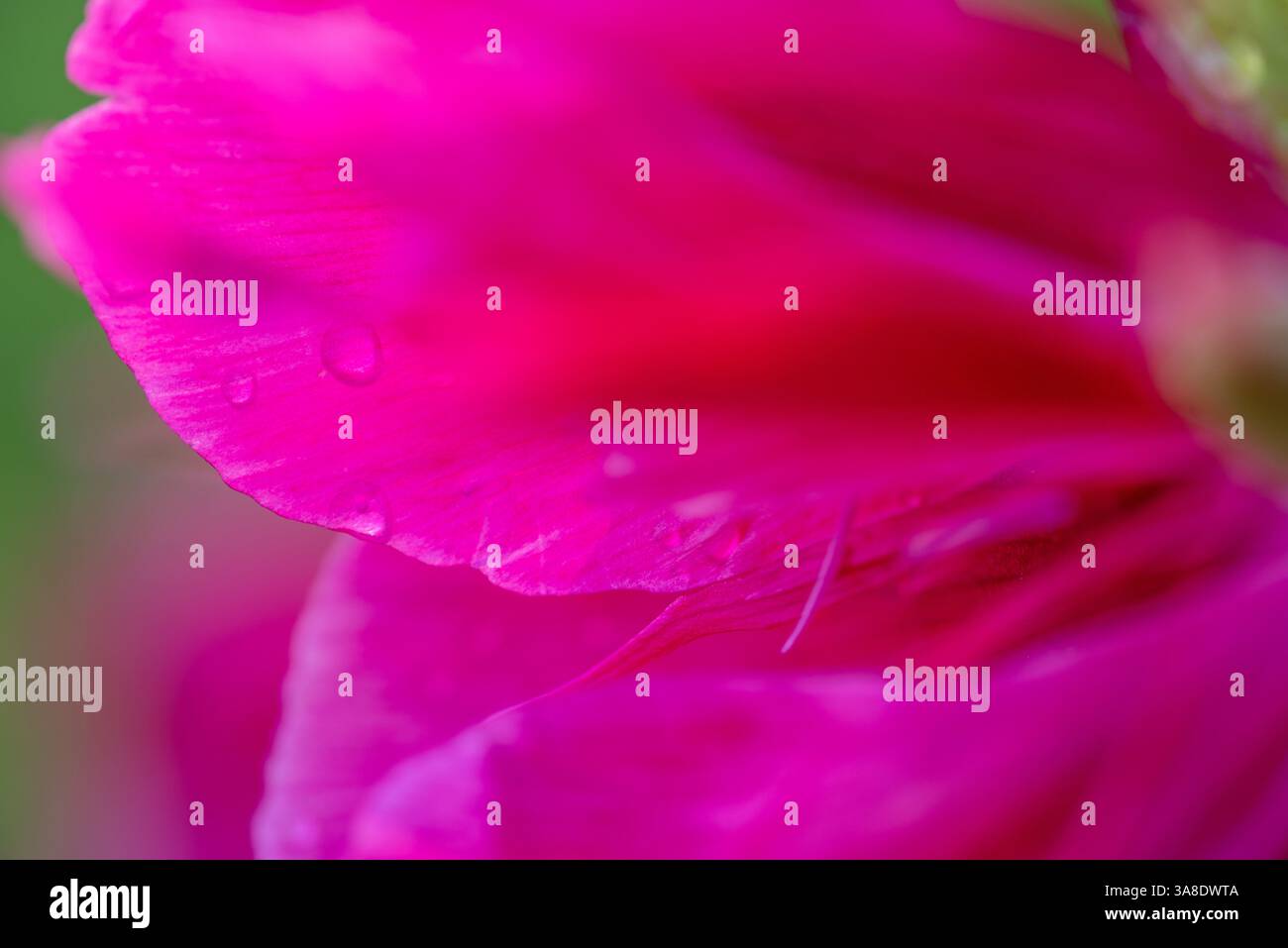 Gouttes de pluie sur les fleurs . La pivoine ou paeony est toute plante à fleurs du genre Paeonia, le seul genre de la famille des Paeoniaceae. Les pivoines sont natives Banque D'Images