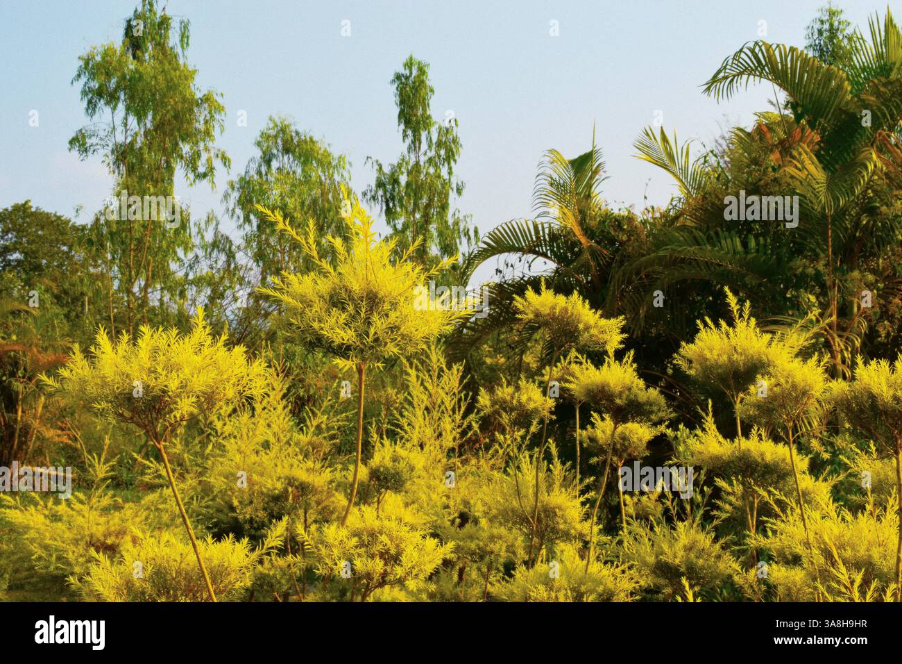 Arbres à thé australiens, Phrae, Thaïlande Banque D'Images
