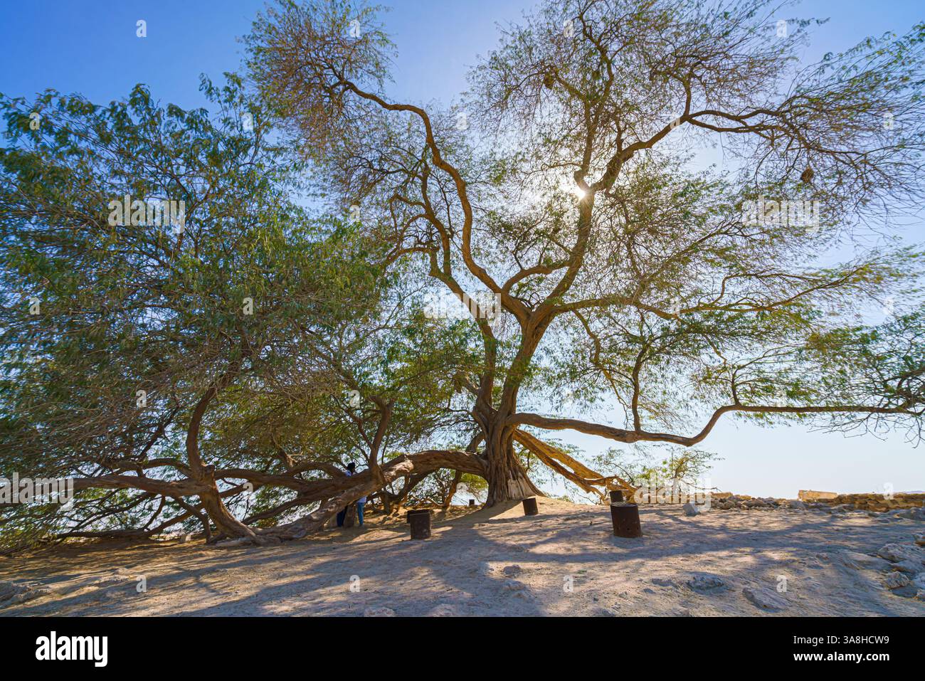 Manama, Bahreïn- Jan 15 2024, vue panoramique sur les branches et le feuillage de l'arbre de vie, acacia situé au milieu du désert, sans pois Banque D'Images