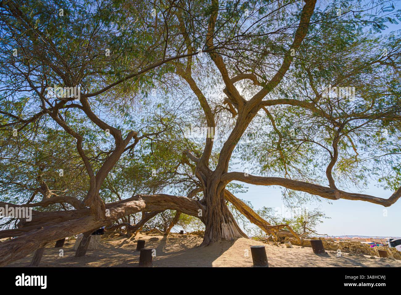 Manama, Bahreïn- Jan 15 2024, vue panoramique sur les branches et le feuillage de l'arbre de vie, acacia situé au milieu du désert, sans pois Banque D'Images