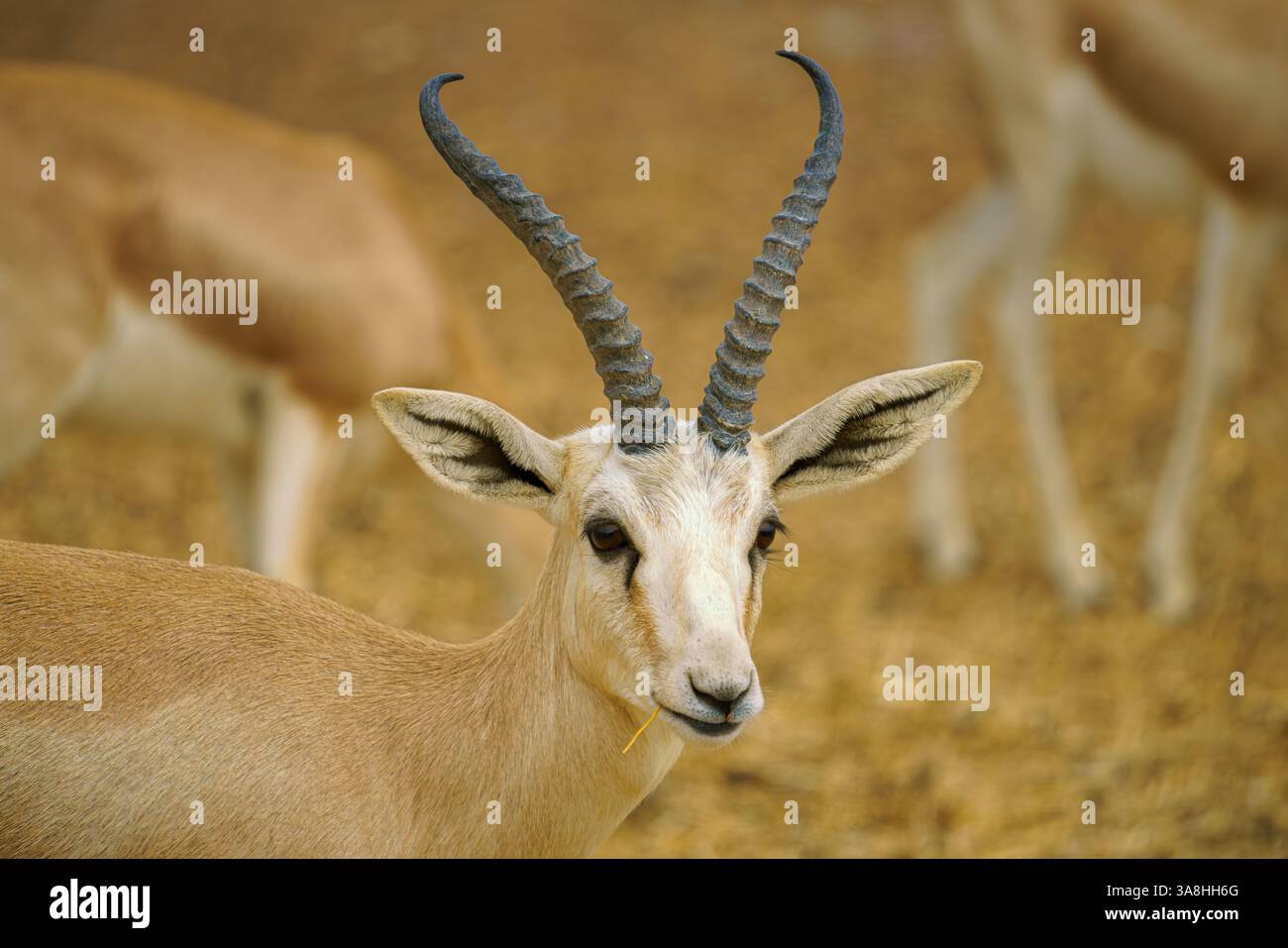 Sir Bani Yas Island, Emirats Arabes Unis - 18 janvier 2024, vue rapprochée de la tête d'une gazelle, antilope avec cornes, avec fond flou, dans safa Banque D'Images