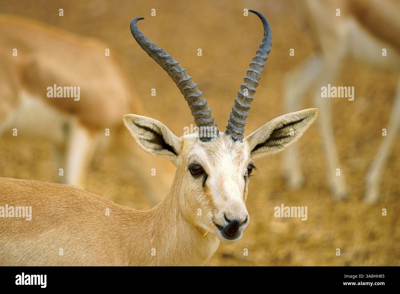 Sir Bani Yas Island, Emirats Arabes Unis - 18 janvier 2024, vue rapprochée de la tête d'une gazelle, antilope avec cornes, avec fond flou, dans safa Banque D'Images