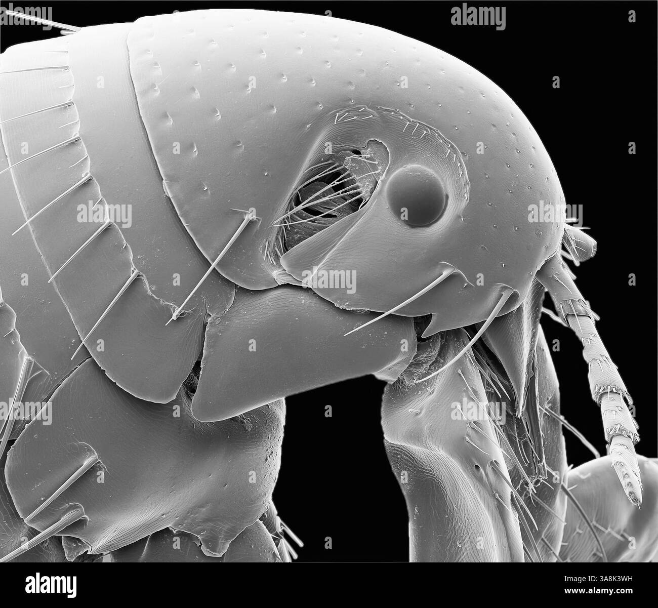 Puce humaine. Micrographie électronique à balayage noir et blanc (MEB) d'une puce humaine (Pulex irritans). Les puces sont des parasites externes qui peuvent être porteurs et transmettre des maladies, y compris la plaque. Les démangeaisons associées à une piqûre de puce sont principalement dues à une réaction allergique à la salive de la puce ou aux matières fécales qui ont été déposées près de la piqûre et frottées sur elle par grattage. Grossissement : x40 à 10 centimètres de large. Banque D'Images