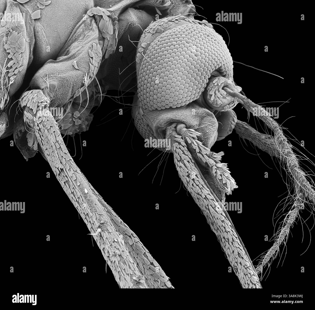 Moustique Aedes, SEM Banque D'Images