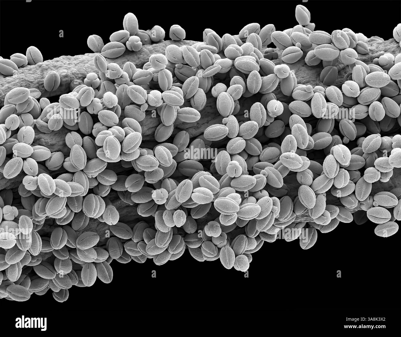 Pollen de saule, SEM Banque D'Images