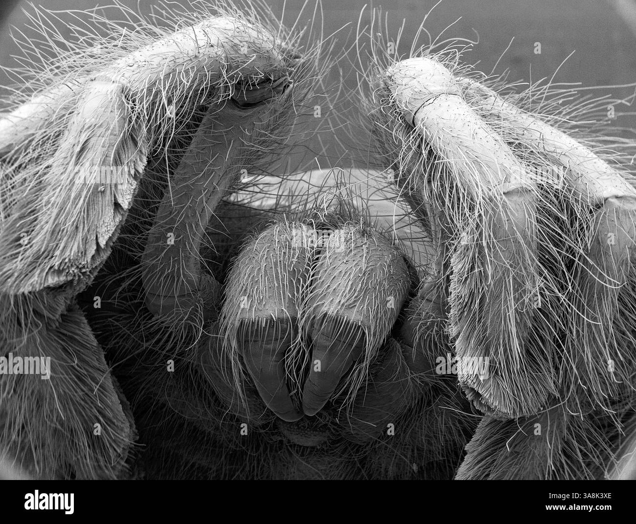 Tarentule, micrographie électronique à balayage noir et blanc (MEB). Les chélicères (centre inférieur) sont deux appendices à segment unique situés juste en dessous des yeux et directement en avant de la bouche. Ils contiennent les glandes à venin qui s'écoulent à travers les crocs. Les crocs sont utilisés pour injecter du venin dans des proies telles que des insectes, des grenouilles et des souris, et aussi pour mastiquer (mâcher). Grossissement : x10 lors de l'impression à 10 centimètres de large. Banque D'Images