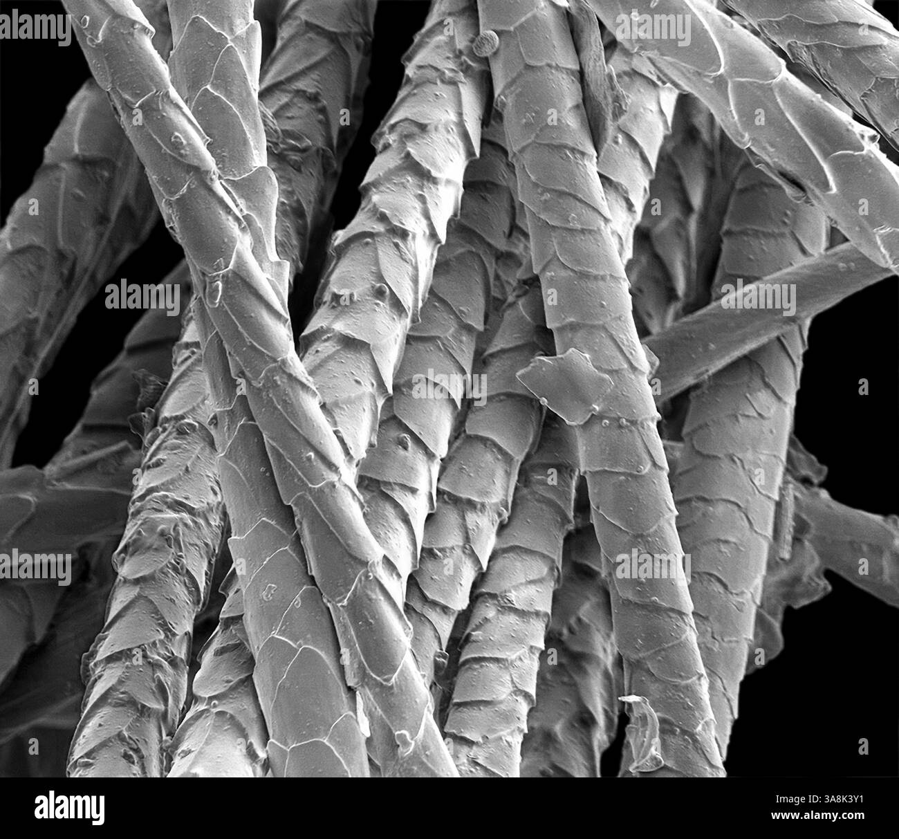 Poils de chat, micrographie électronique à balayage noir et blanc (MEB). L'extérieur du cheveu, la cuticule, est recouvert d'écailles de cellules mortes qui se chevauchent et contiennent la protéine kératine. Trouvé exclusivement chez les mammifères, le cheveu est l'une de leurs caractéristiques déterminantes. Ce poil est de la race British Blue (British Shorthair) du chat domestique (Felis silvestris catus). Les poils chez les chats servent d'isolation et peuvent être soulevés lorsqu'ils sont menacés pour donner une apparence de taille accrue. Le poil de chat est une cause fréquente d'allergies chez l'homme. Grossissement : x265 si imprimé 10 centimètres de large. Banque D'Images