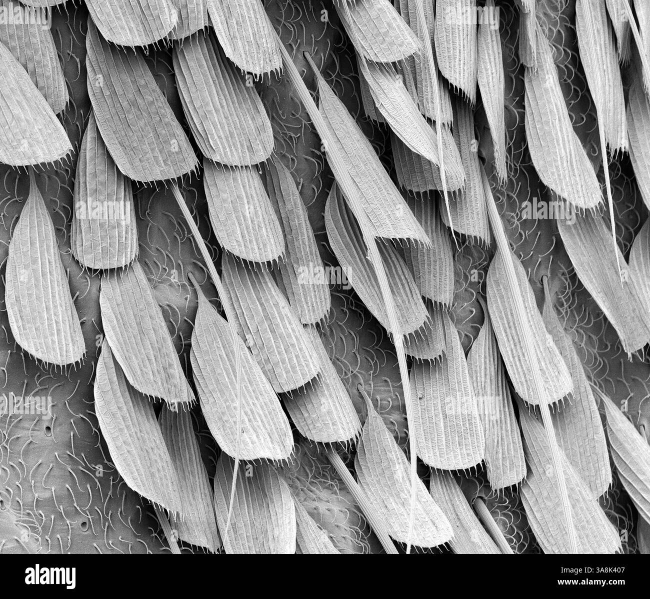 Écailles de pattes de moustiques. Micrographie électronique à balayage noir et blanc (MEB) des écailles des pattes de moustiques. Les écailles couvrent diverses parties du corps de la plupart des moustiques, elles sont particulièrement denses sur la patte du moustique. On pense qu'ils fournissent une protection et une force de soutien de l'eau. Grossissement : x1600 lorsqu'il est imprimé 10cm de large. Banque D'Images