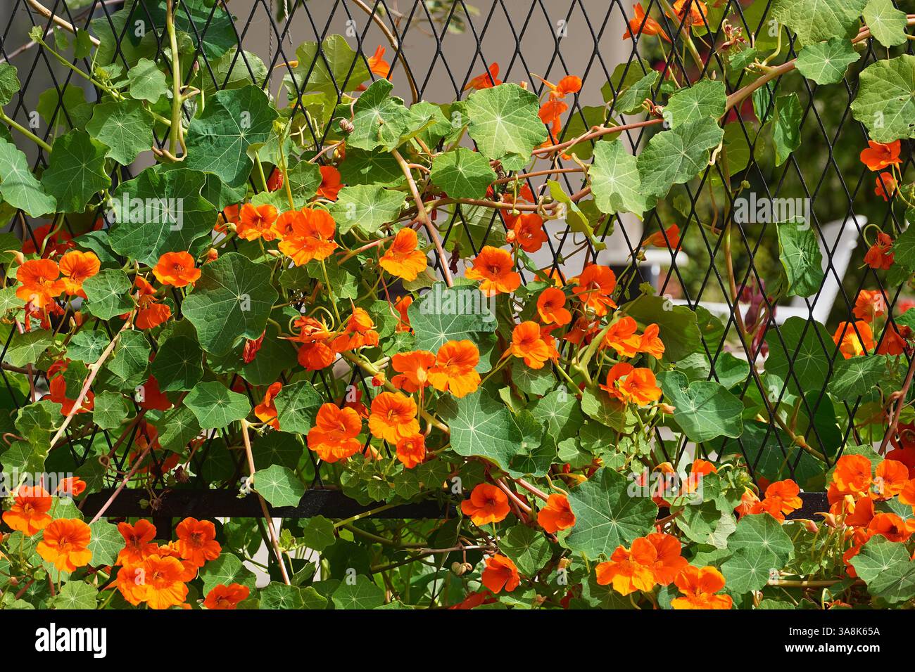Nasturtium de jardin, ou Tropaeolum majus, arbuste à fleurs orangées Banque D'Images