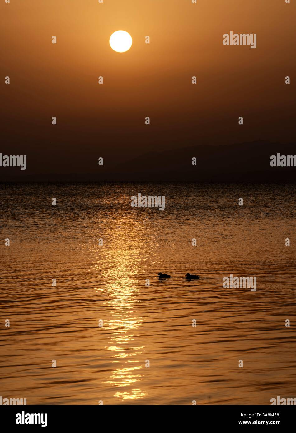 Une paire de canards nageant au coucher du soleil sur Shinjiko (ou lac Shinji) à Matsue, préfecture de Shimane, Japon. Banque D'Images