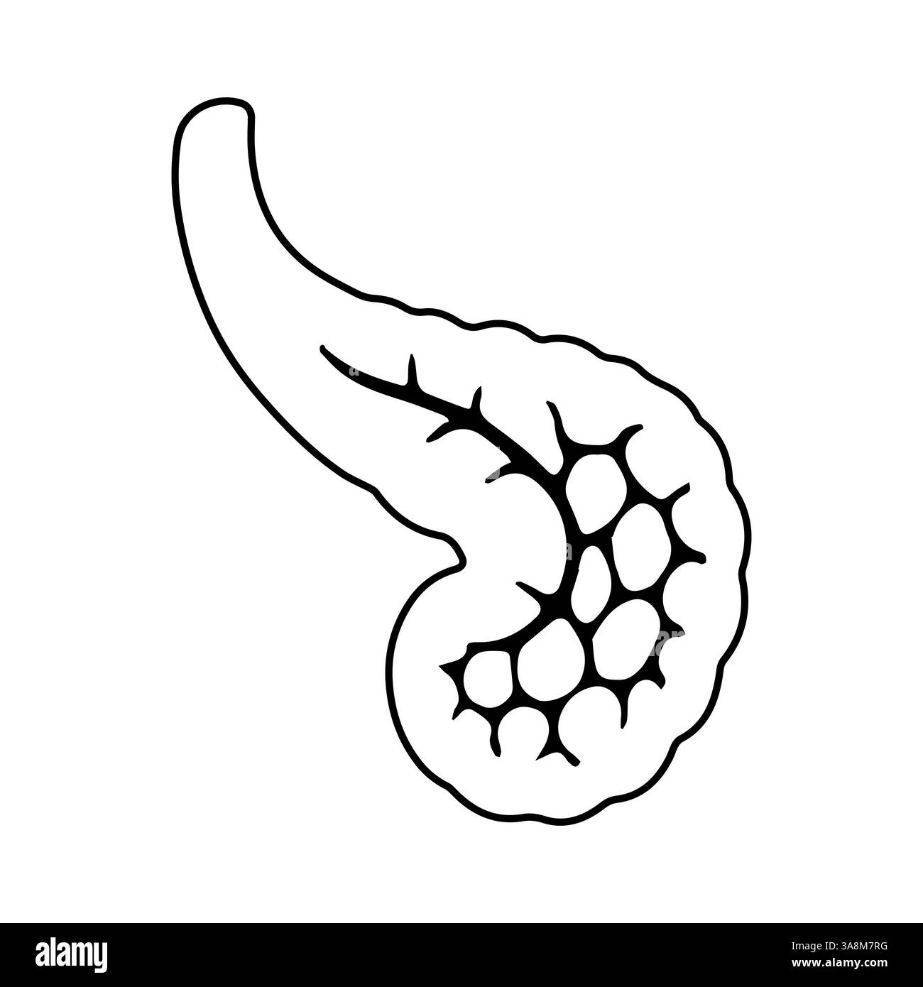 Dessin de diagramme du pancréas humain pour une utilisation éducative, anatomique médicale de conception Illustration de Vecteur