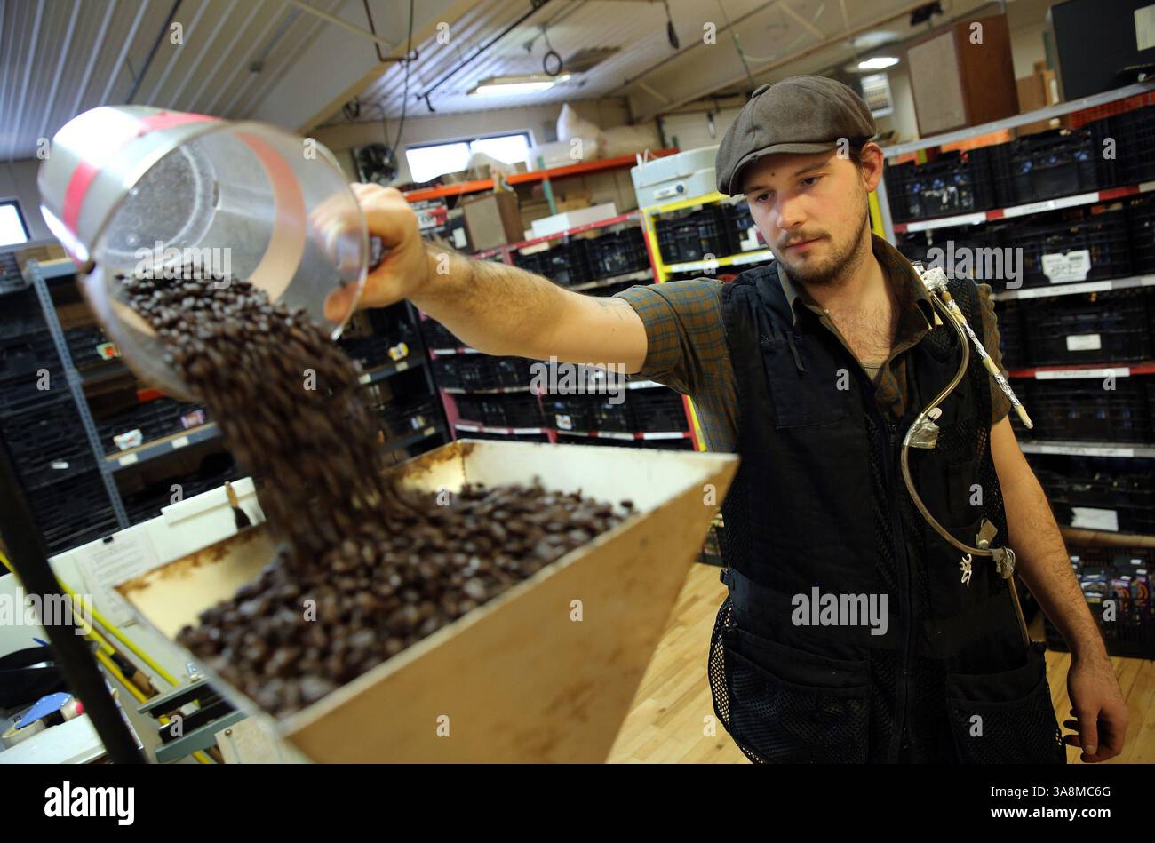 12 mars 2015 - Milwaukee, WI, États-Unis - Benjamin lisser de la Just Coffee Cooperative se prépare à moudre du café en 2015. Le tube de verre de sa veste teste l'air dans sa zone respiratoire pour détecter le diacétyle et la 2,3-pentanedione, deux produits chimiques connus pour détruire la capacité pulmonaire. (Crédit image : © Mike de Sisti/TNS via ZUMA Wire) Banque D'Images