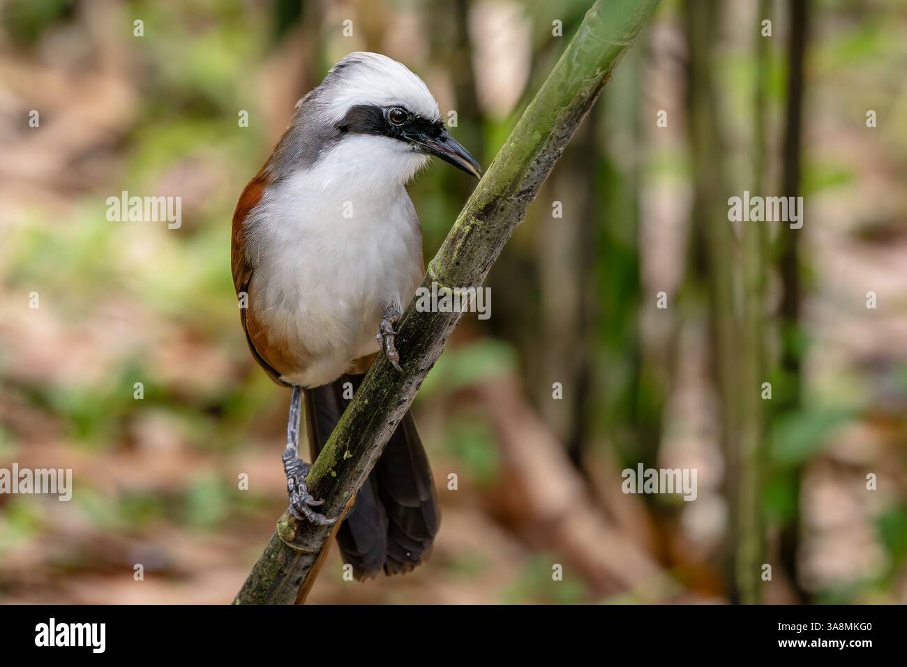 Rire à crête blanche - Garrulax leucolophus, rare bel oiseau perché des forêts et des bois asiatiques, Inde. Banque D'Images