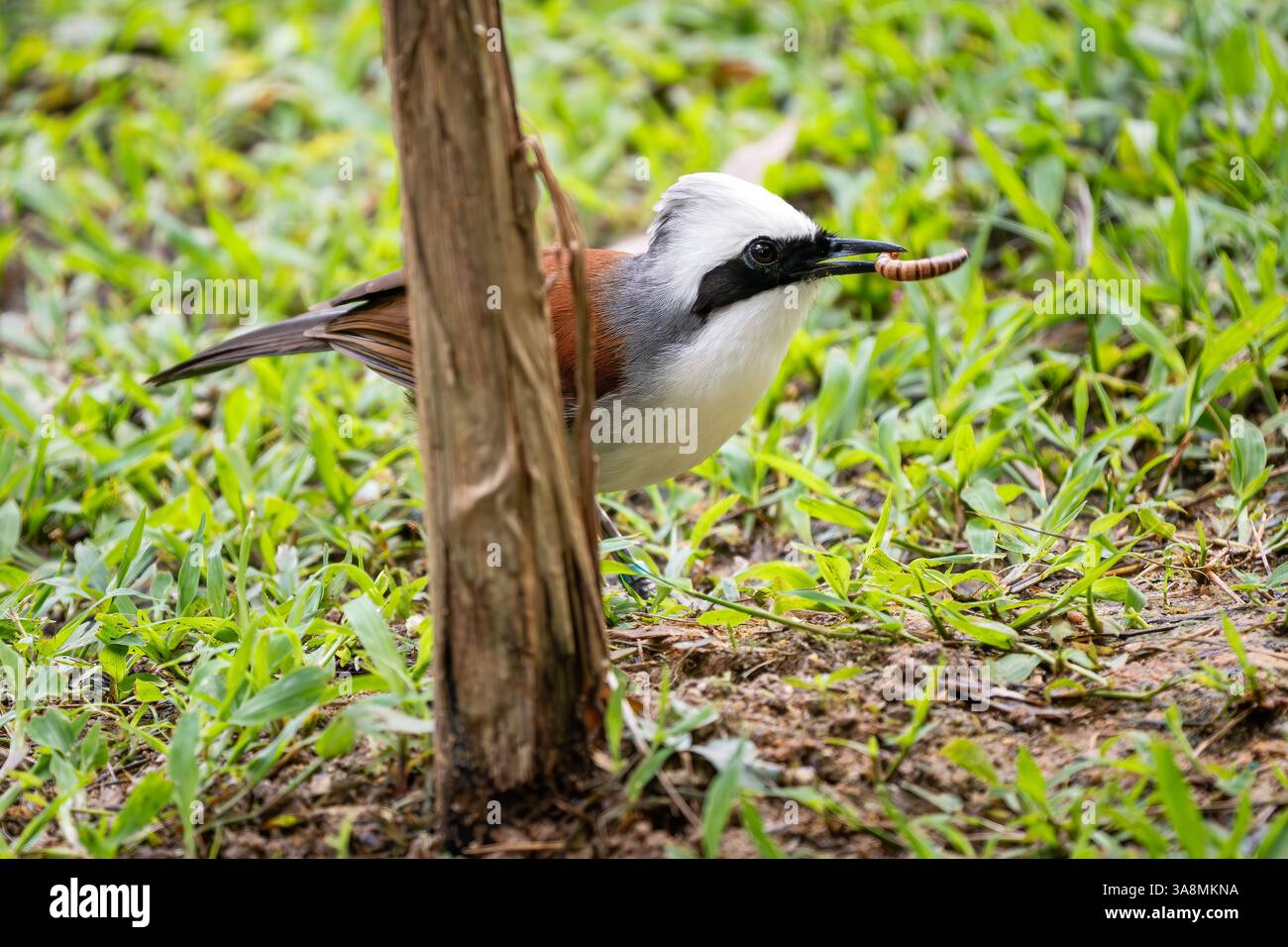 Rire à crête blanche - Garrulax leucolophus, rare bel oiseau perché des forêts et des bois asiatiques, Inde. Banque D'Images
