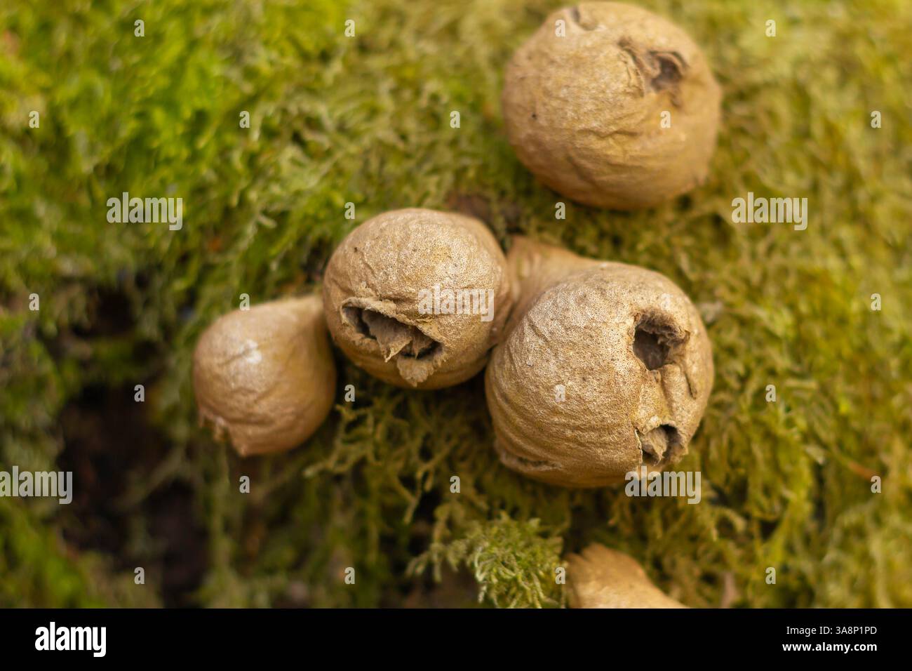 Un groupe de petites boules brunes et floues sont assises sur une surface moussue. Les boules sont toutes de tailles différentes et semblent être quelque peu endommagées. La scène est som Banque D'Images