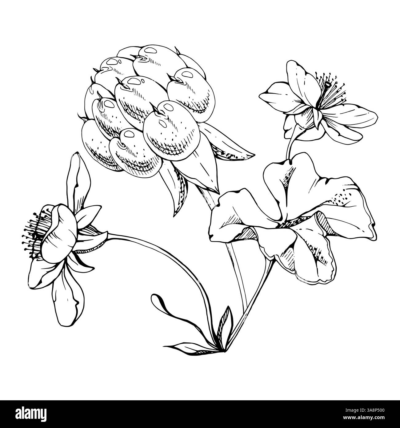 Framboise cloudberry avec des fleurs blanches, baie de forêt scandinave mûre sur des tiges à l'encre vectorielle dessinée à la main. Illustration botanique isolée boutonnière Illustration de Vecteur