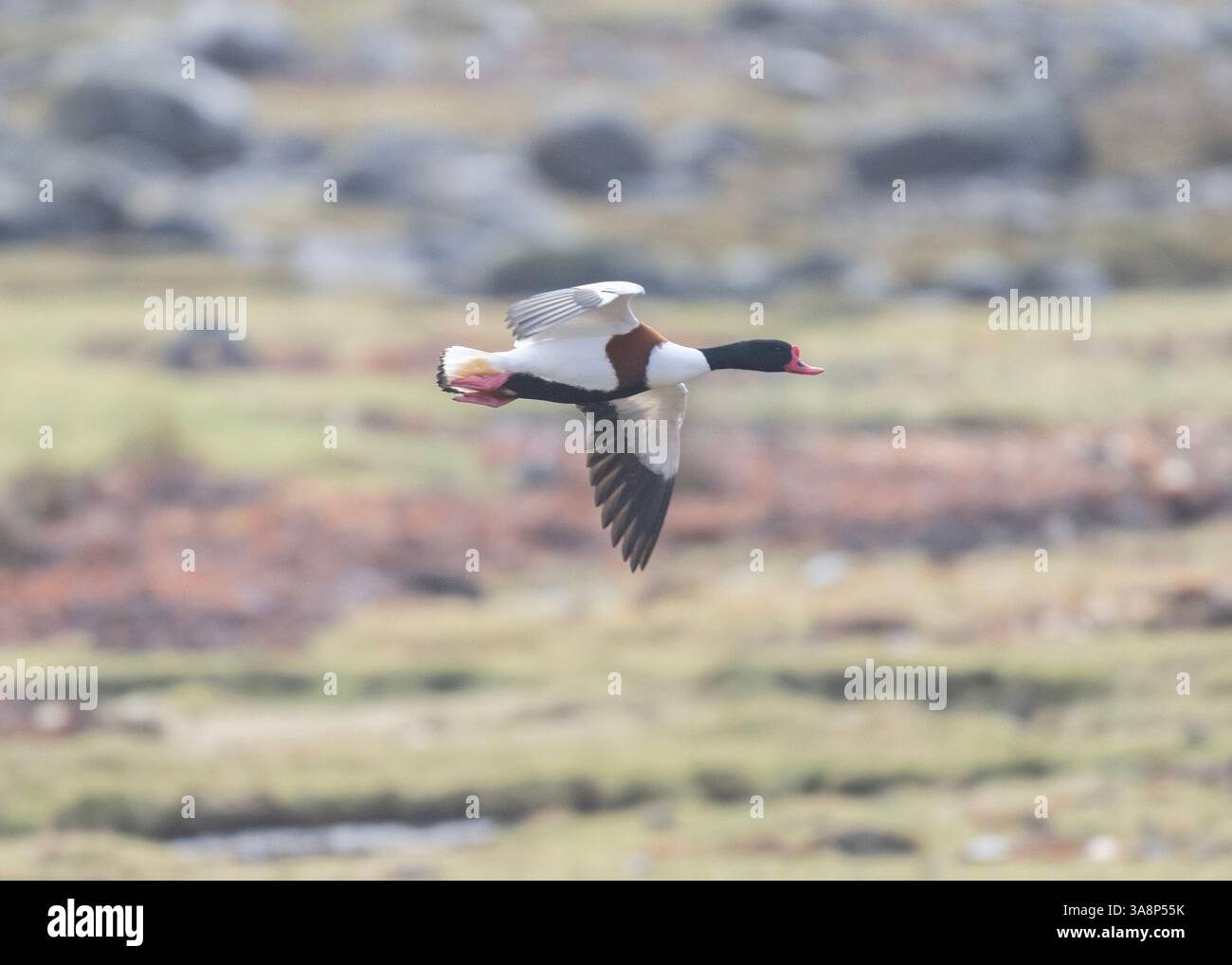 Shelcanard (Tadorna tadorna), Loch Tuath, île de Mull, Hébrides intérieures, Écosse. Banque D'Images Shelcanard (Tadorna tadorna), Loch Tuath, île de Mull, Hébrides intérieures, Écosse. Banque D'Images