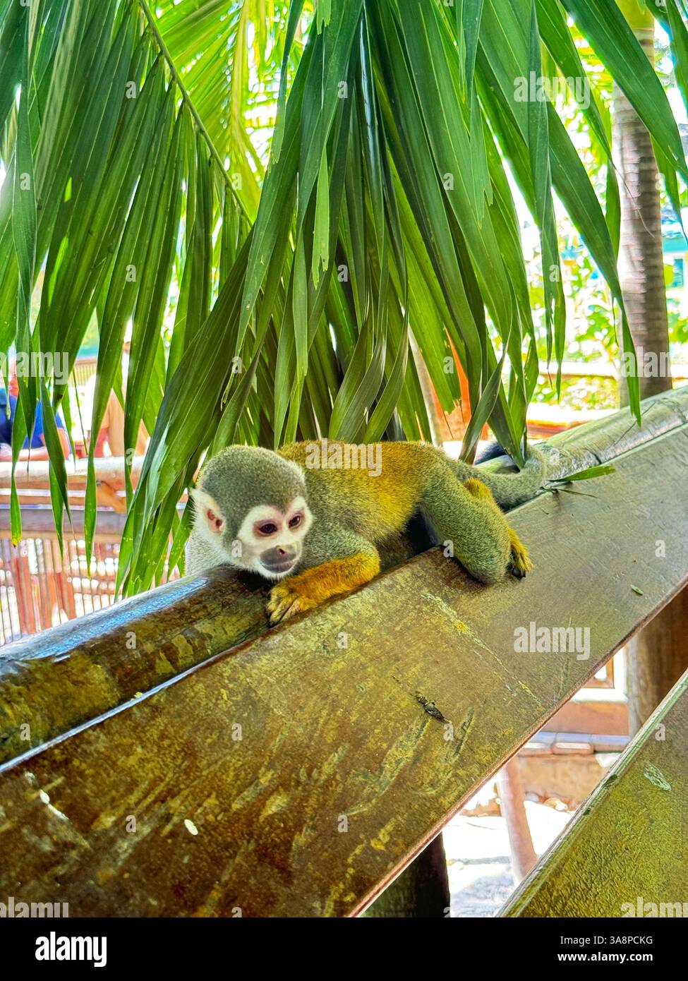 Un singe écureuil curieux repose confortablement sur une balustrade en bois sous des frondes de palmier tombantes, entouré d'une lumière chaude et de verdure naturelle dans la jungle dans un enclos tropical. Banque D'Images