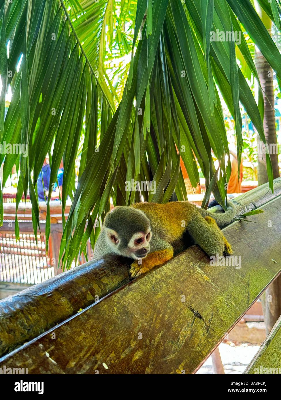 Un petit singe écureuil se trouve détendu sur une poutre en bois sous des feuilles de palmier suspendues dans un enclos tropical luxuriant, entouré par la lumière du soleil et la végétation de la jungle. Banque D'Images