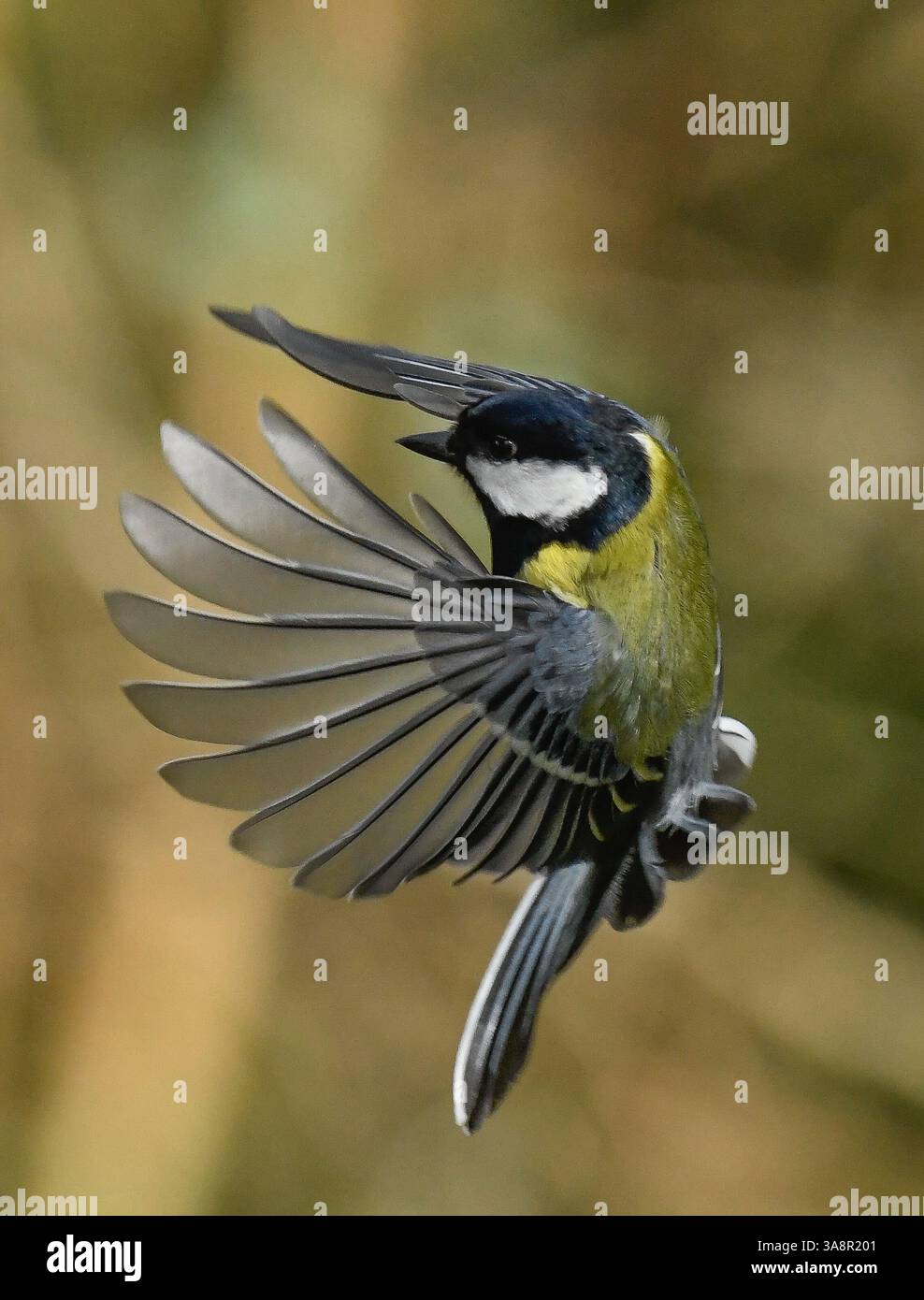 Silverdale, Carnforth, Lancashire, Royaume-Uni. 28 mars 2025. Un grand tit volant, Silverdale, Carnforth, Lancashire, Royaume-Uni. C'est le plus grand de la famille tit britannique. Crédit : John Eveson/Alamy Live News Banque D'Images