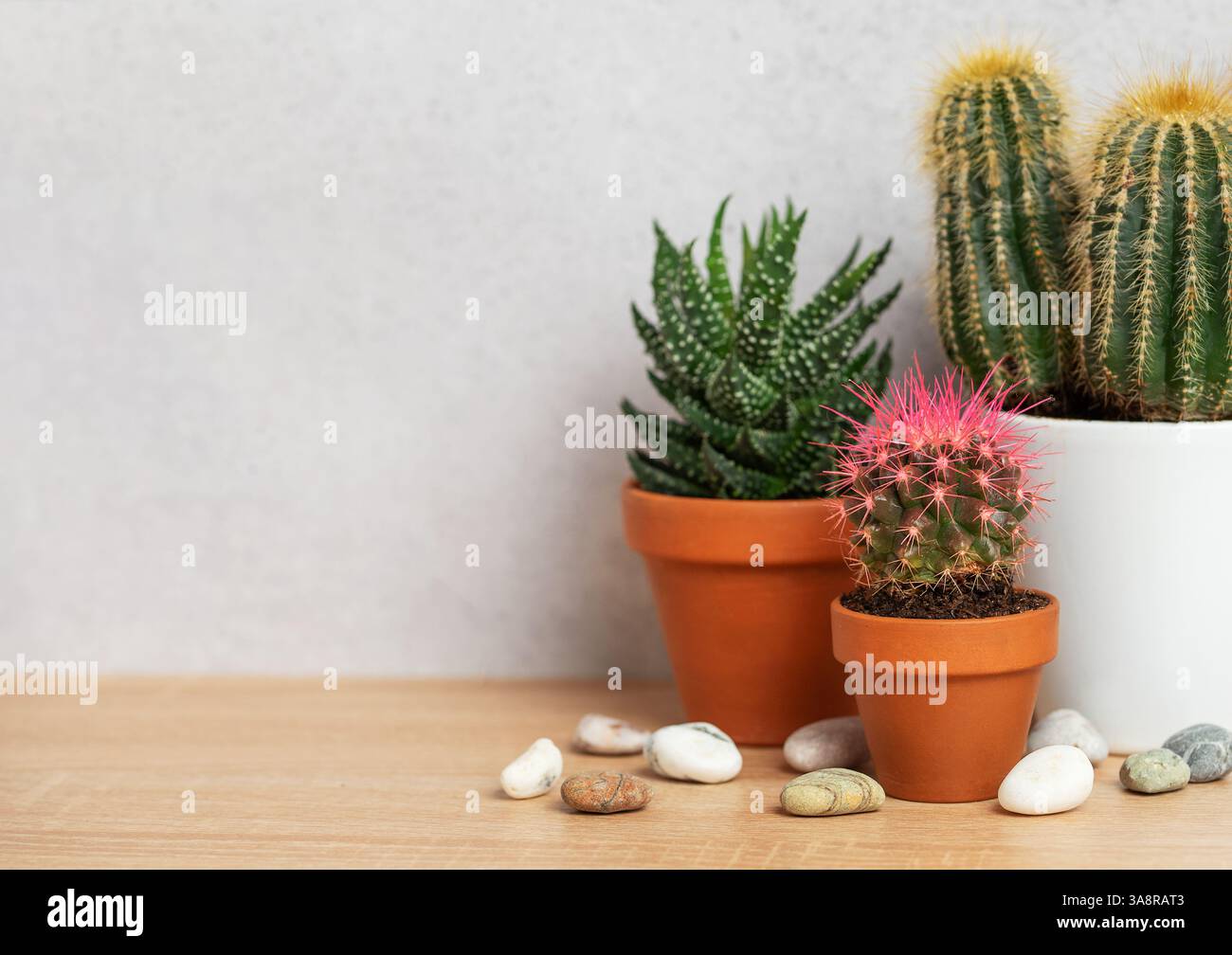 Variété de cactus et de succulentes poussant dans des pots en terre cuite et décorés de cailloux sur une surface en bois Banque D'Images