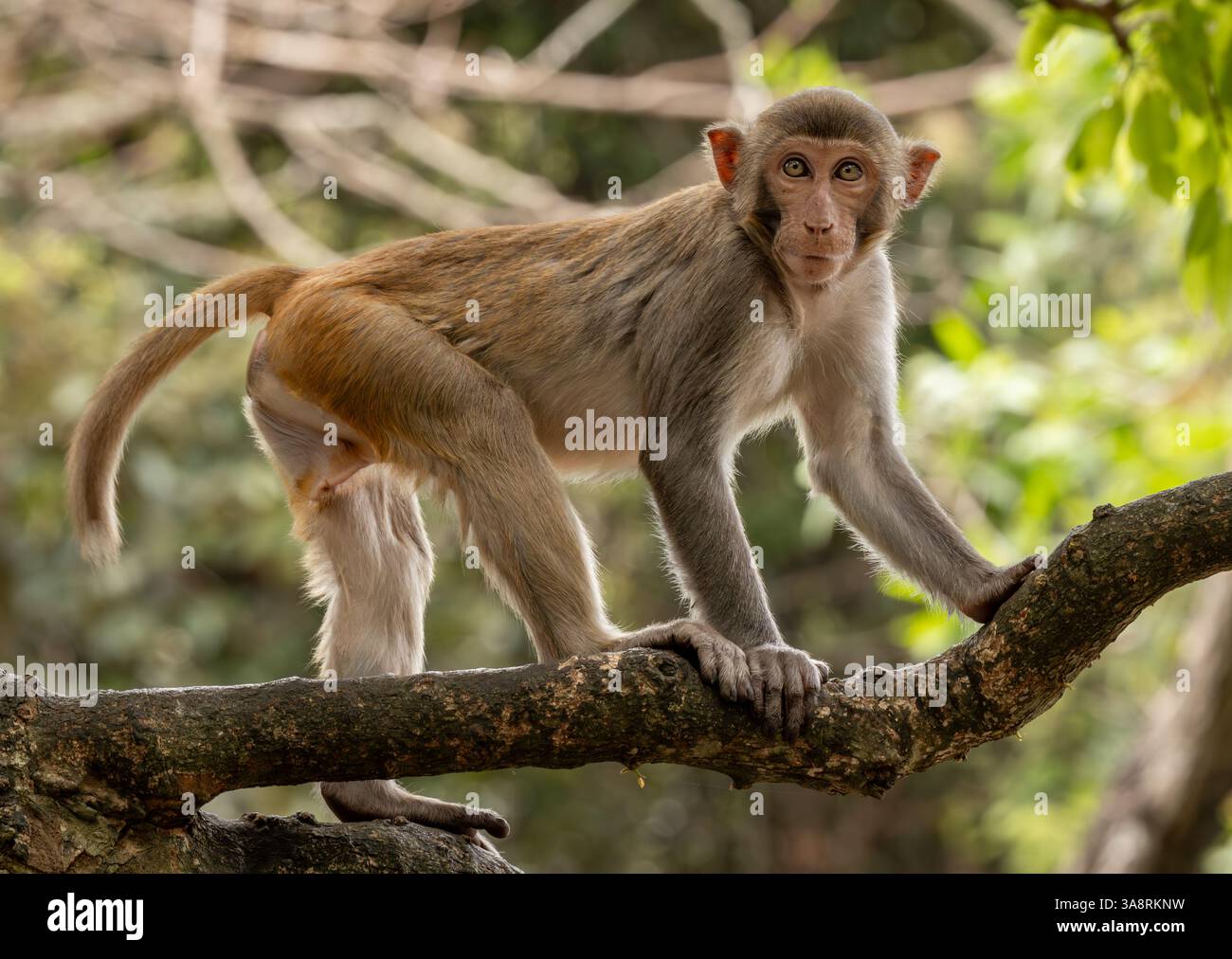 Macaques dans la nature. Les macaques constituent un genre (Macaca) de singes grégaires. Les macaques se trouvent dans une variété d'habitats à travers les conti asiatiques Banque D'Images