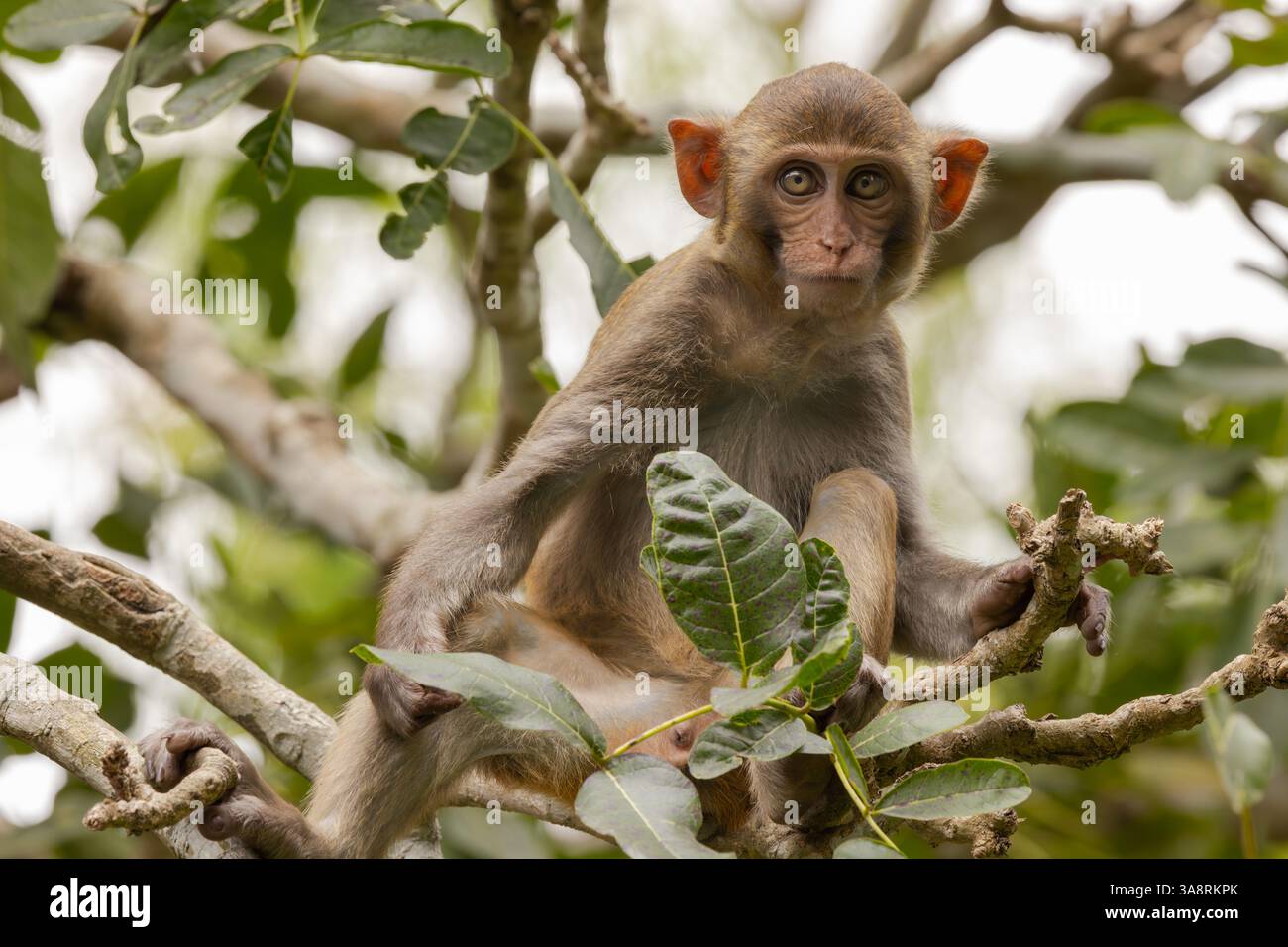 Macaques dans la nature. Les macaques constituent un genre (Macaca) de singes grégaires. Les macaques se trouvent dans une variété d'habitats à travers les conti asiatiques Banque D'Images