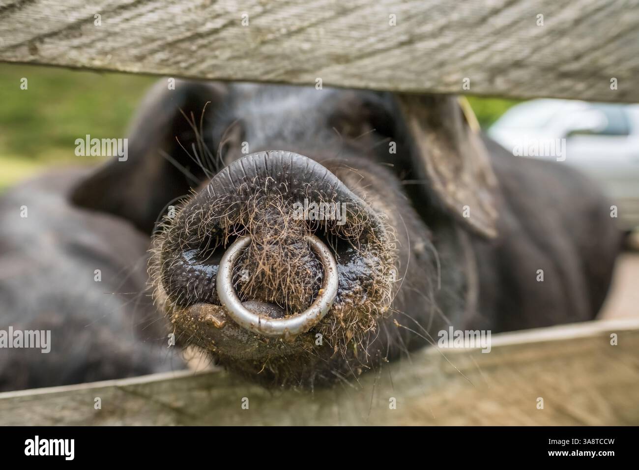 Porcs ibériques noirs dans une ferme dans les Pyrénées espagnoles. Banque D'Images