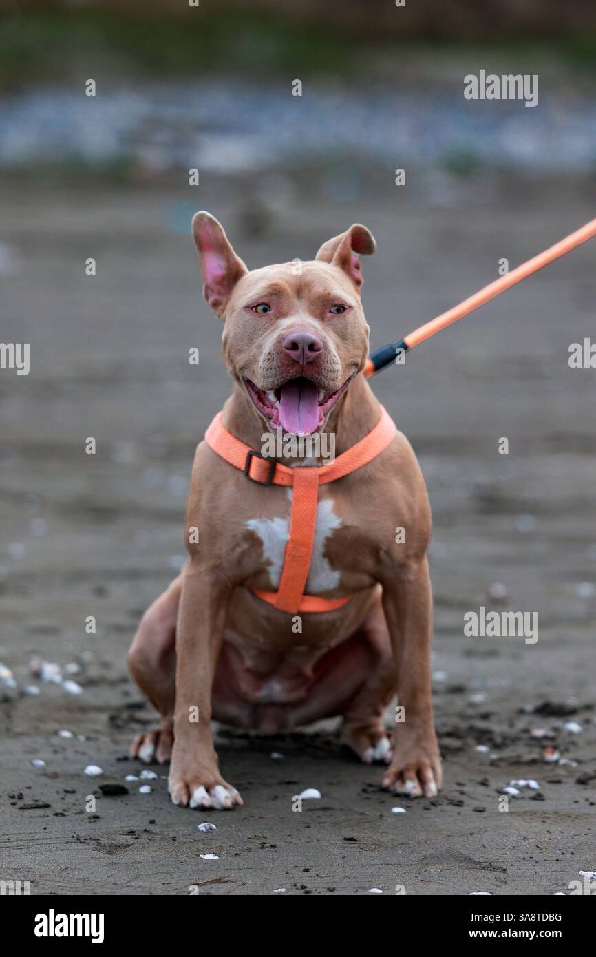 Adorable Pit Bull Terrier avec langue sur Sandy Beach Banque D'Images