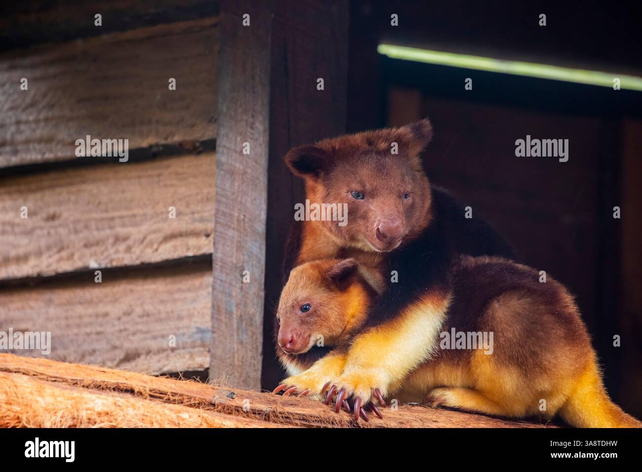 Deux arbres-kangourou de Goodfellow. Il appartient à la famille des Macropodidae. Il a une fourrure courte et laineuse, généralement châtaigne à rouge-brun dans la couleur, un gris-brun Banque D'Images