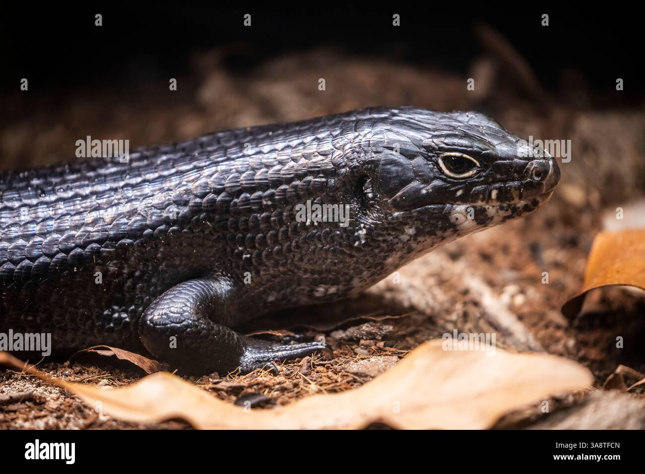Le rouget de terre (Bellatorias Major) est l'un des plus grands membres de la famille des skink. Originaire d'Australie Banque D'Images