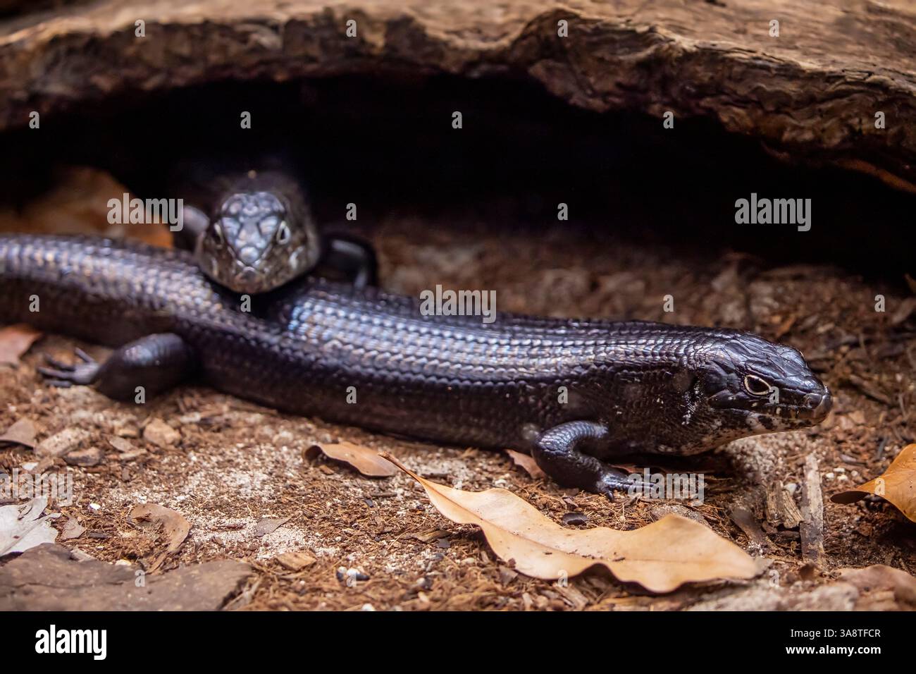 Le rouget de terre (Bellatorias Major) est l'un des plus grands membres de la famille des skink. Originaire d'Australie Banque D'Images