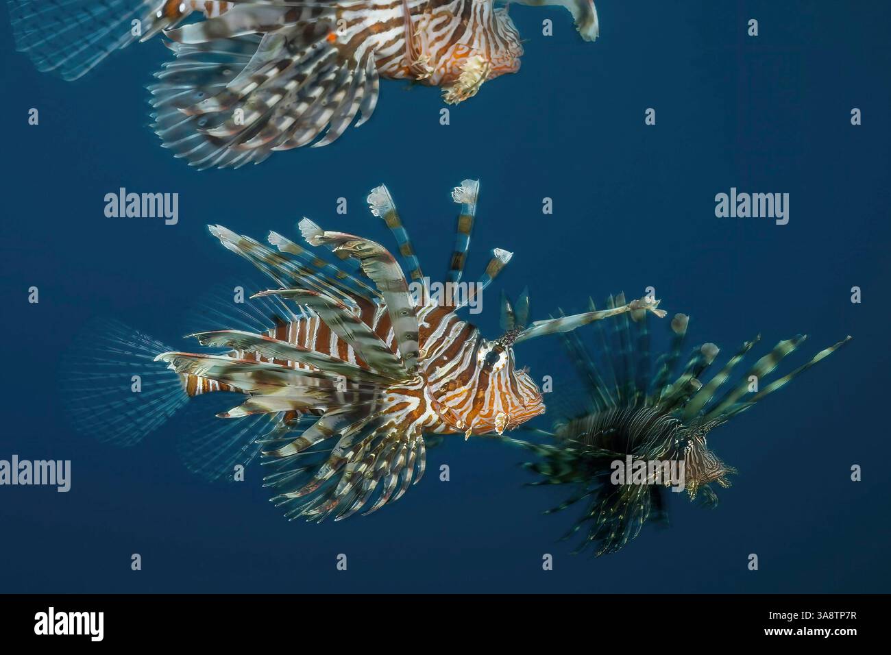 Le poisson-lion (Pterois volitans), une espèce venimeuse et envahissante présente dans de nombreuses eaux tropicales, connue pour son aspect frappant et sa menace écologique pour n Banque D'Images