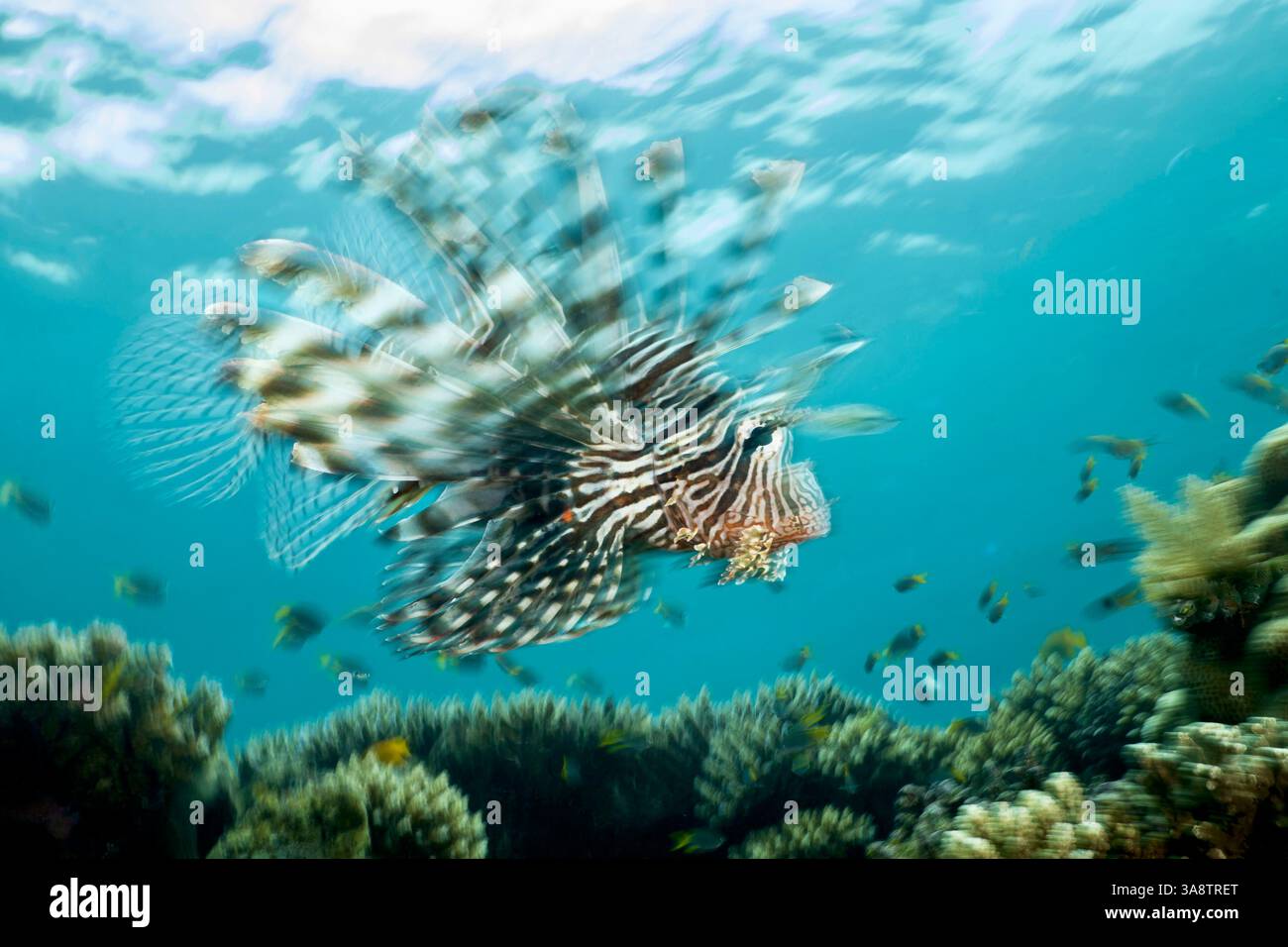 Le poisson-lion (Pterois volitans), une espèce venimeuse et envahissante présente dans de nombreuses eaux tropicales, connue pour son aspect frappant et sa menace écologique pour n Banque D'Images