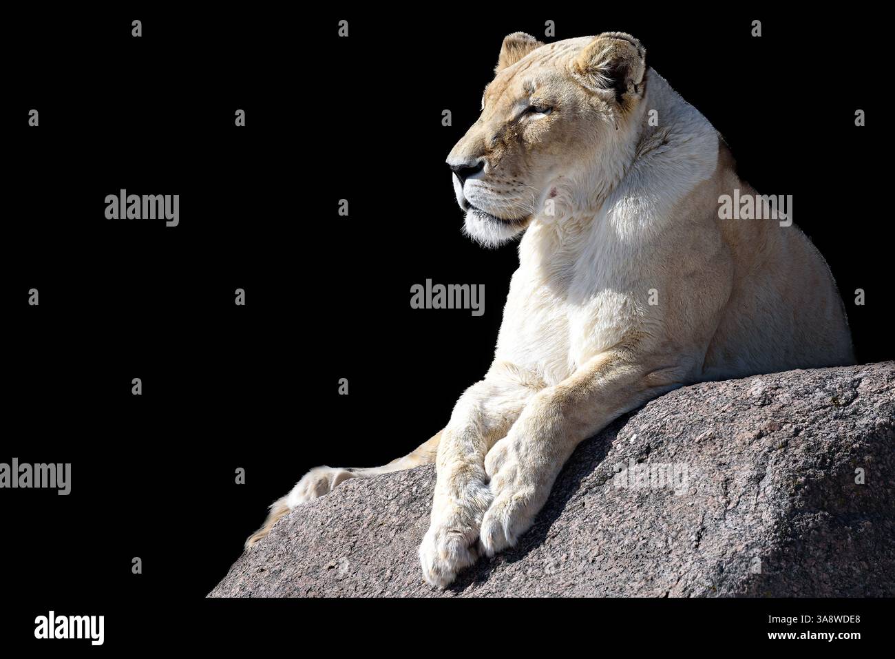 Une lionne isolée en noir Banque D'Images