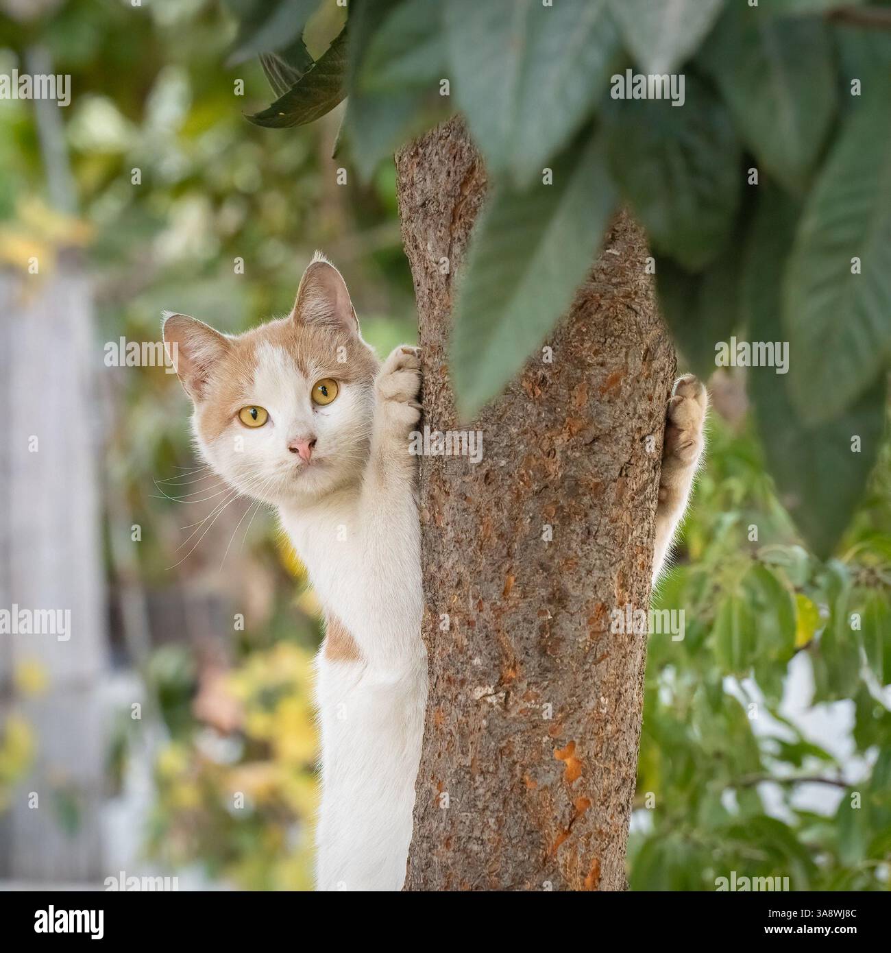 Un chat domestique, utilisant ses griffes pour grimper un tronc d'arbre. Banque D'Images