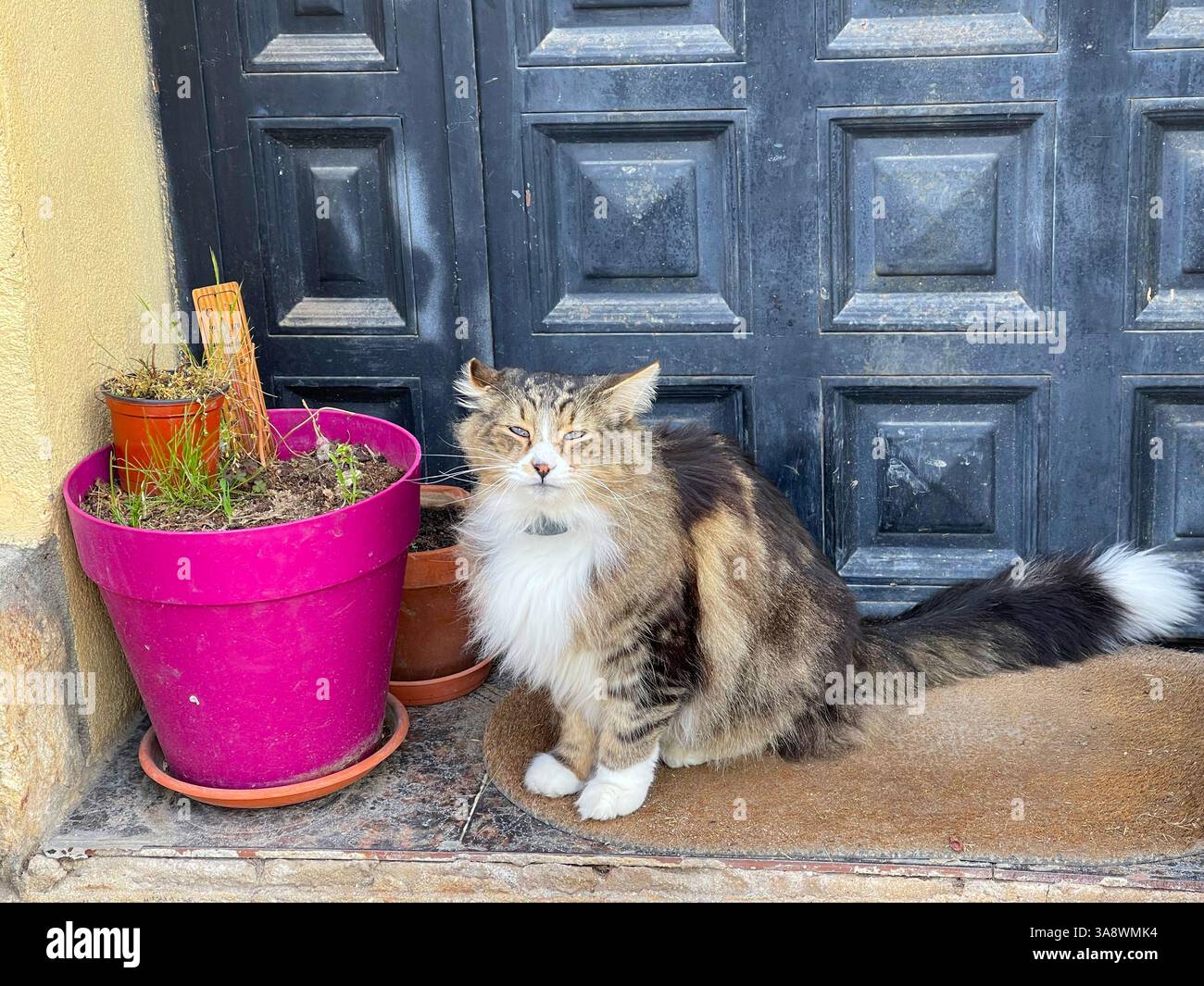 Chat tabby et blanc assis près d'une porte Banque D'Images