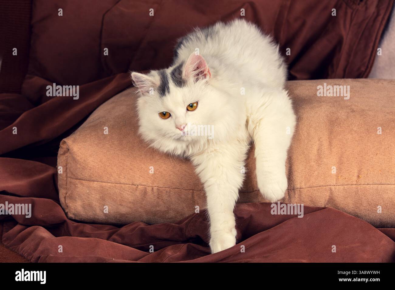 Portrait d'un chaton blanc sur un fond marron Banque D'Images
