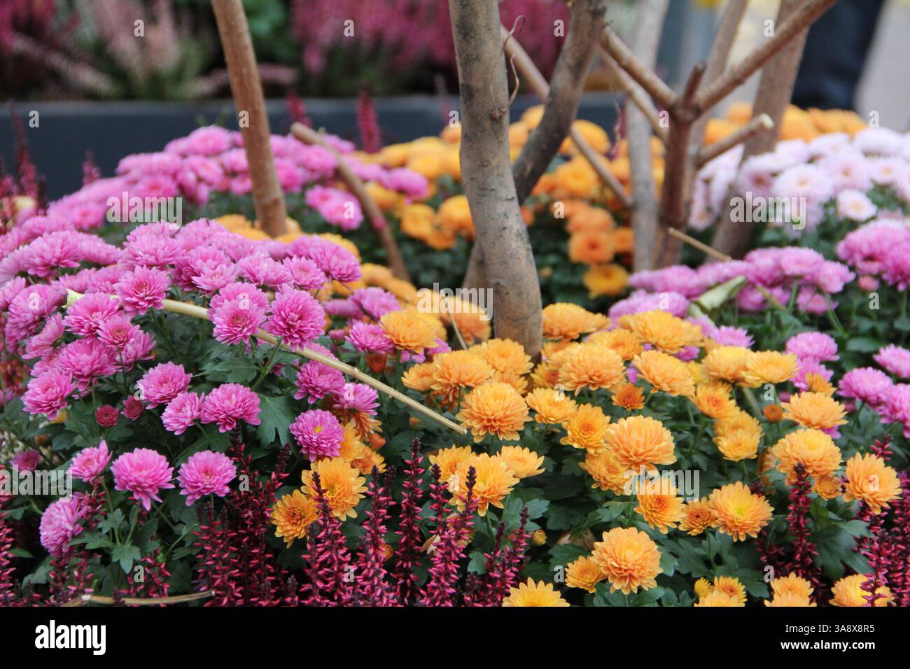 Gdansk, Pologne - 11.11.2024 : Chrysanthemum grandiflorum et Chrysanthemum morifolium. Une collection de fleurs colorées à Gdańsk, avec des nuances de Banque D'Images