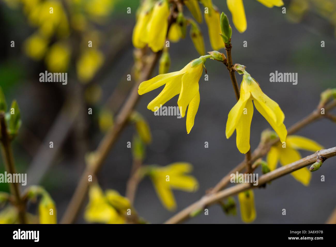 Des fleurs jaune vif fleurissent sur des branches minces, mettant en valeur la beauté du printemps. Les pétales éclatants contrastent avec l'arrière-plan silencieux, améliorant ainsi le Banque D'Images