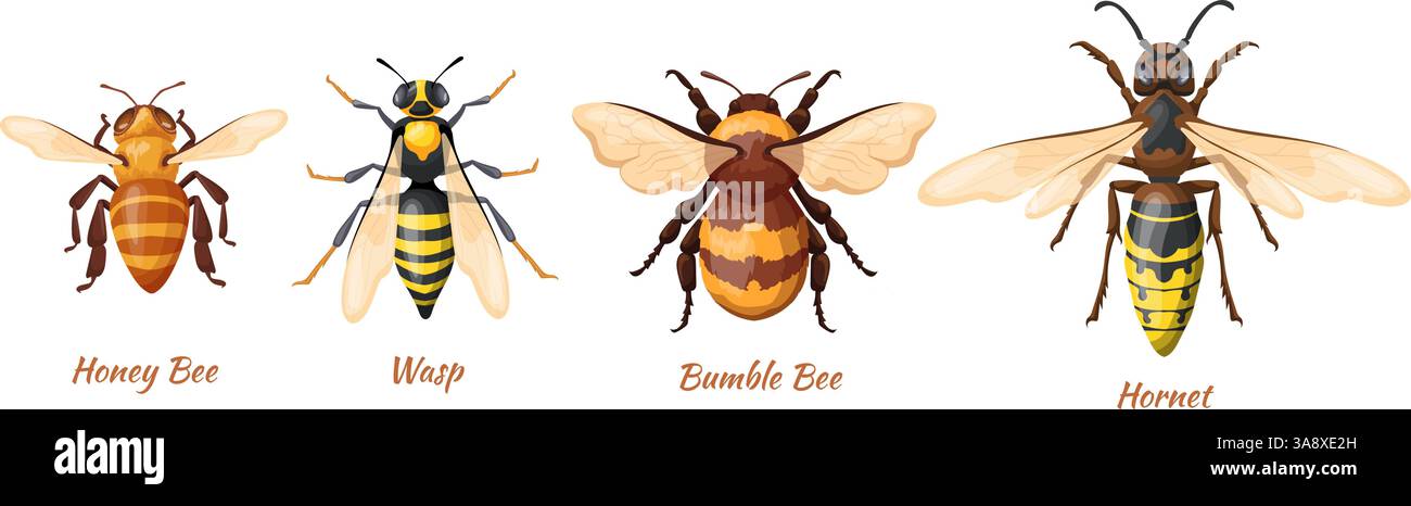 Les insectes hyménoptères. Abeille réaliste, guêpe frelet bumblebee vue de dessus bannière infographique biologique, icône de logo d'insecte d'animal volant d'abeille, dessin animé set soigné illustration vectorielle illustration originale Illustration de Vecteur