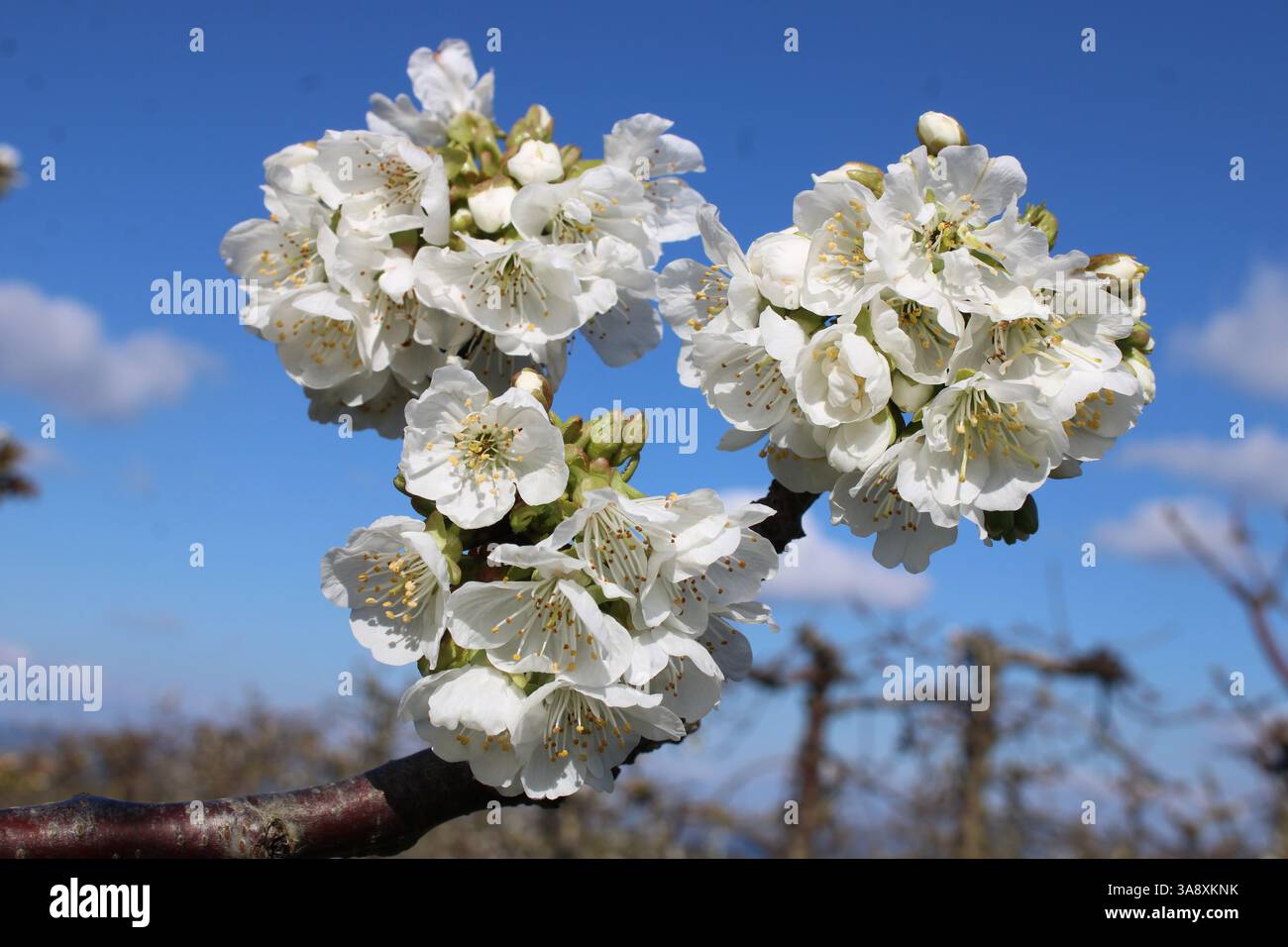 Gros plan de la fleur d'arbre fruitier de cerisier blanc contre un ciel bleu en Espagne Banque D'Images