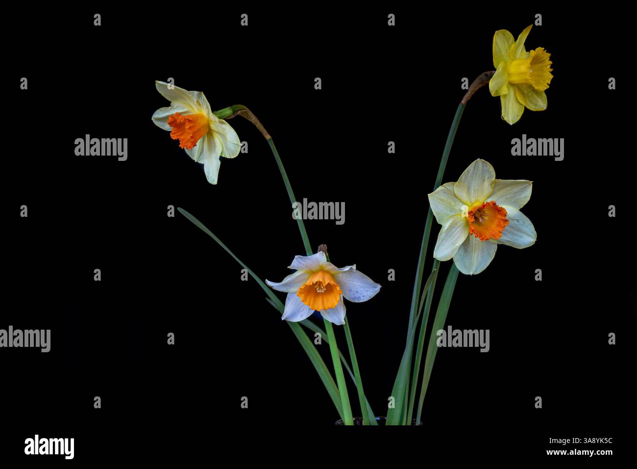 WA28228-00...WASHINGTON - jonquilles, fleurs printanières colorées de plusieurs couleurs et fond noir. Banque D'Images