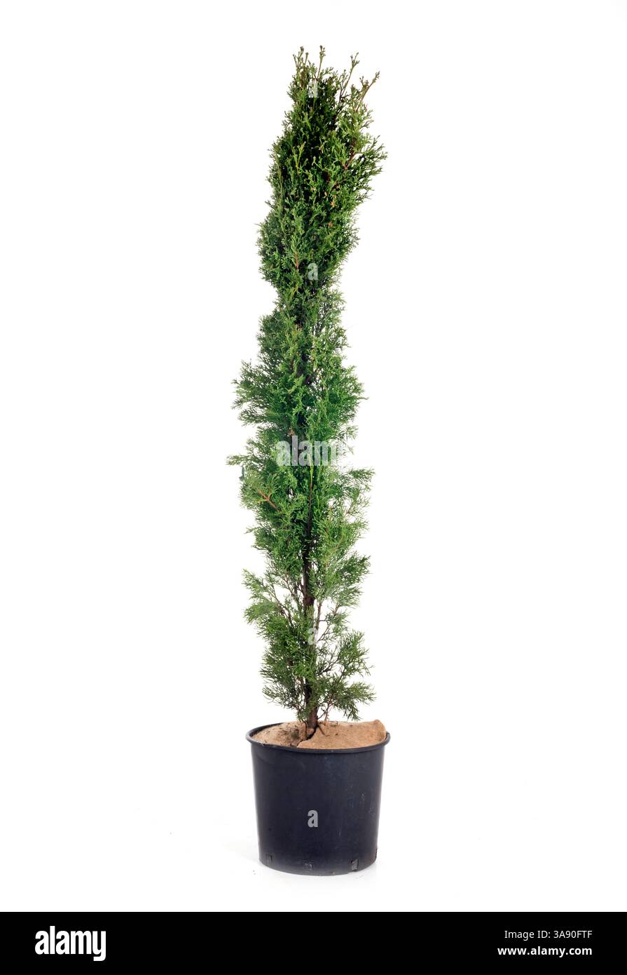 Cupressus sempervirens Totem plante ou arbre en pot devant un fond blanc Banque D'Images