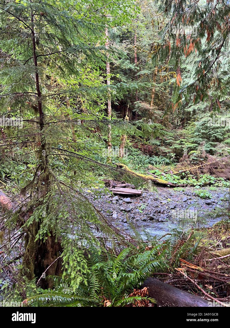 Rivière peu profonde coulant doucement à travers la luxuriante forêt tropicale de Hoh, parc national olympique. Un grand pin se dresse au premier plan. - Image de stock capturée avec un smartphone
