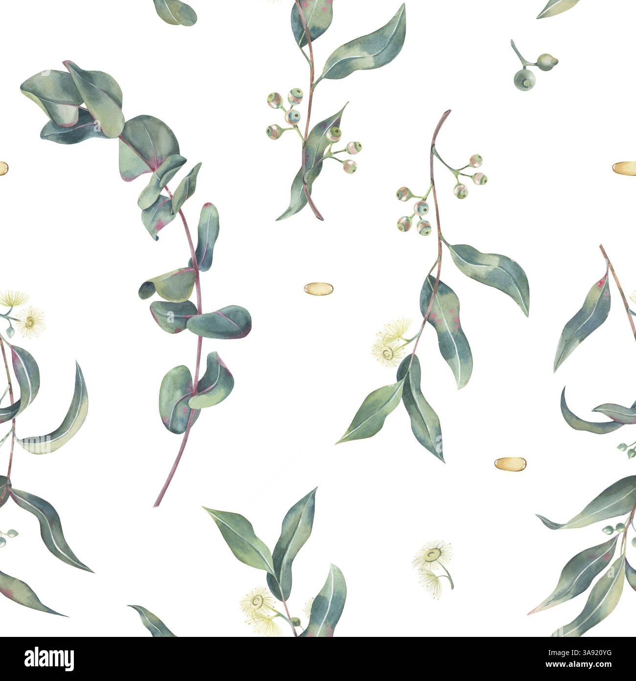 Modèle sans couture de branches d'eucalyptus avec des feuilles, des fleurs et des pousses, des gouttes d'huile essentielle, aquarelle sur blanc. Motif botanique de l'herbe médicinale Banque D'Images